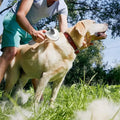 Escova Autolimpante para remover pelos.
