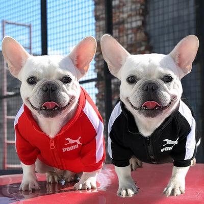 Jaqueta Beisebol para cães,