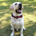 Coleira de cachorro gravata borboleta.