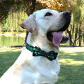 Coleira de cachorro gravata borboleta.